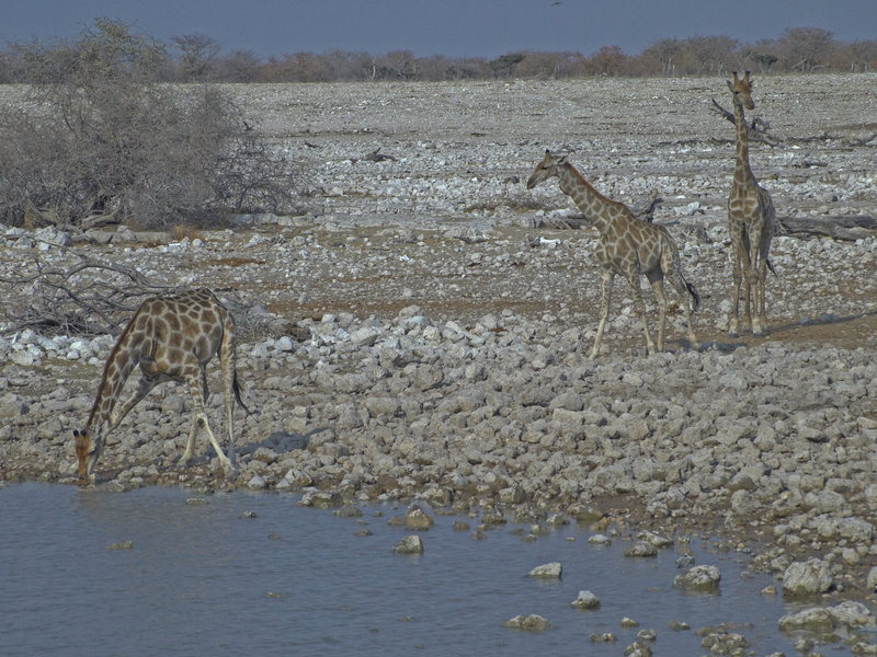 Okaukuejo, Giraffe